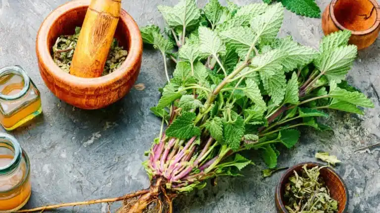 The Best Herbs For Hormone Balance Every Woman Needs