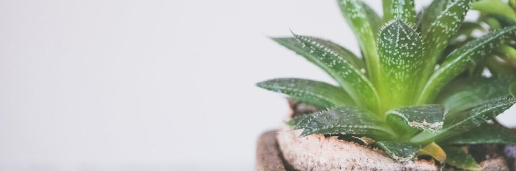 Aloe vera plant, a natural remedy for dry vagina home remedies