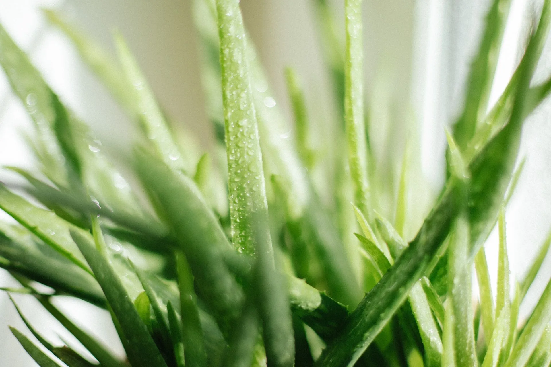 Close-up of green aloe vera leaves with fine water droplets