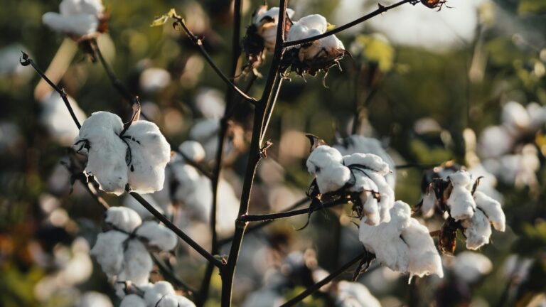 Ripe white cotton bolls on cotton plants in warm evening light