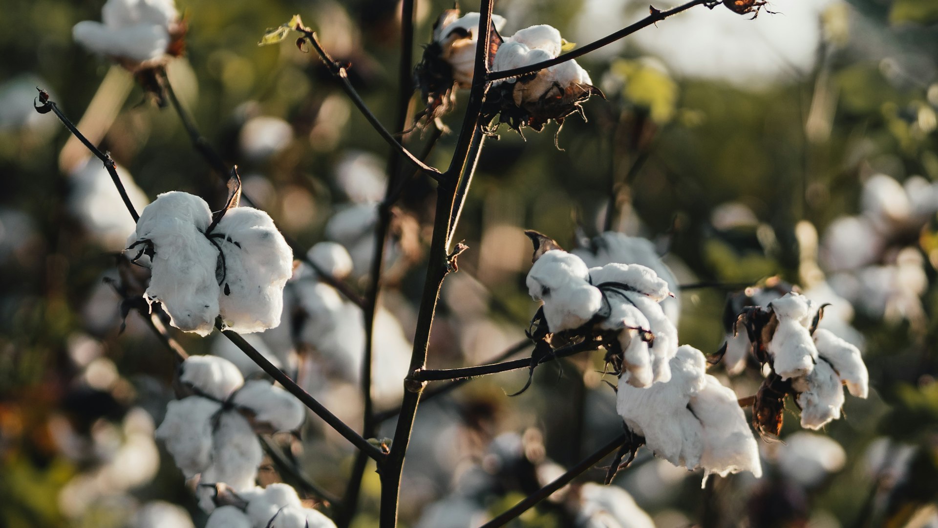 Ripe white cotton bolls on cotton plants in warm evening light